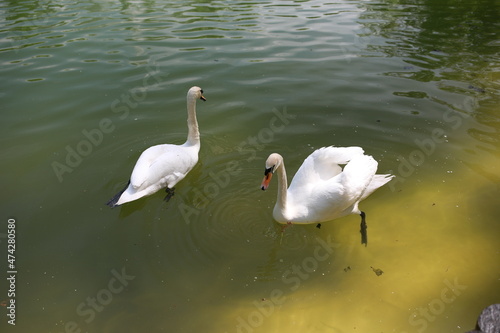 beautiful clean white swan swims in a clear lake