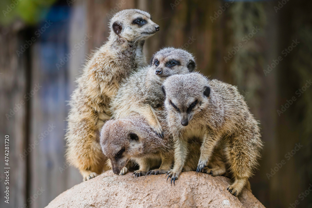 Fototapeta premium Meerkats also known as a small mongoose