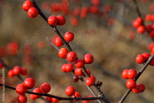 Ilex verticillata or winterberry in the hazy sun on a winter’s day. It is a species of holly native to eastern North America in the United States and southeast Canada, from Newfoundland to Ontario. 