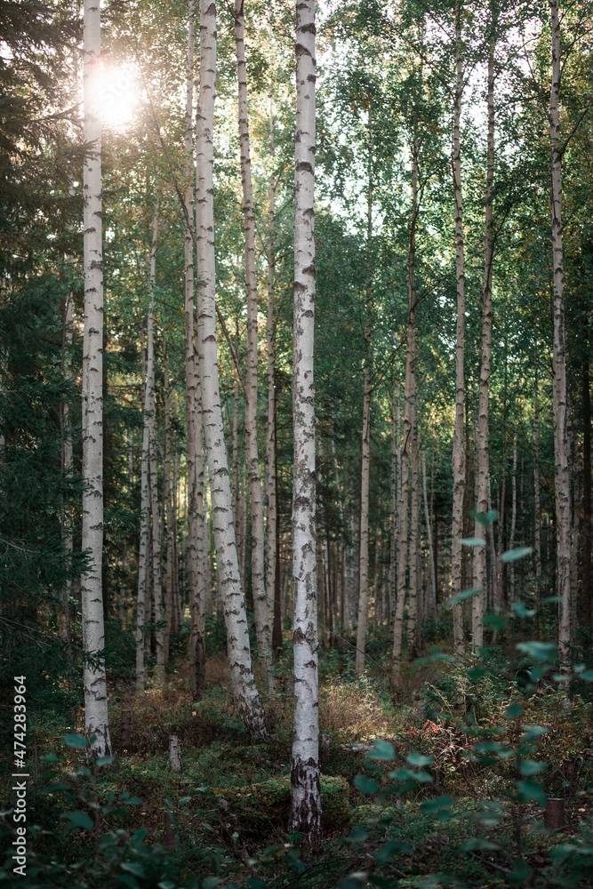 Fototapeta premium Birch trees with sunrays in the forest at Lake Siljan in Dalarna, Sweden.