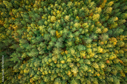 Green forest at Lake Siljan from above in Dalarna, Sweden.