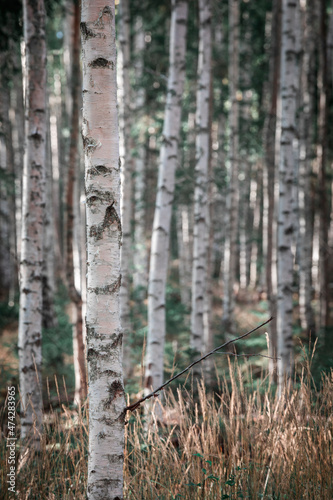 Birch trees with white trunks in the forest at Lake Siljan in Dalarna  Sweden.