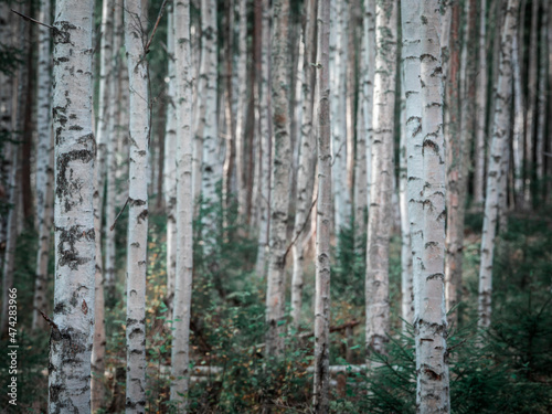 Birch trees with white trunks in the forest at Lake Siljan in Dalarna, Sweden.