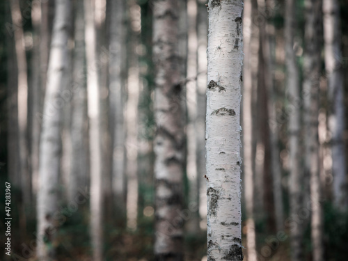 Birch trees with white trunks in the forest at Lake Siljan in Dalarna, Sweden. photo