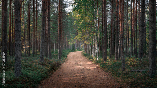 Green forest with path at Lake Siljan in Dalarna, Sweden. photo