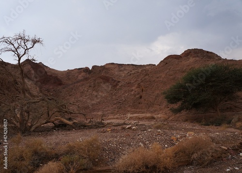 Hiking in twilight in Shehoret mountains, south Israel  photo