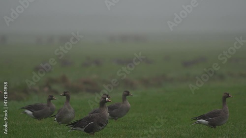 Tundra bean geese (Anser serrirostris) together with greater white-fronted geese (Anser albifrons) on a meadow photo