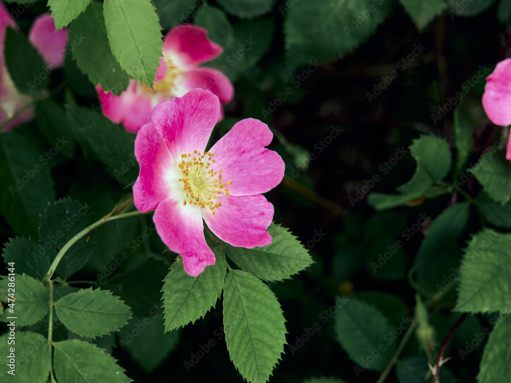 Rosehip flower close-up, beautiful pink-purple color of delicate petals, wild beauty