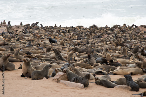 Group of sea lions at Cape Cross. Water in the background. Namibia © Majopez