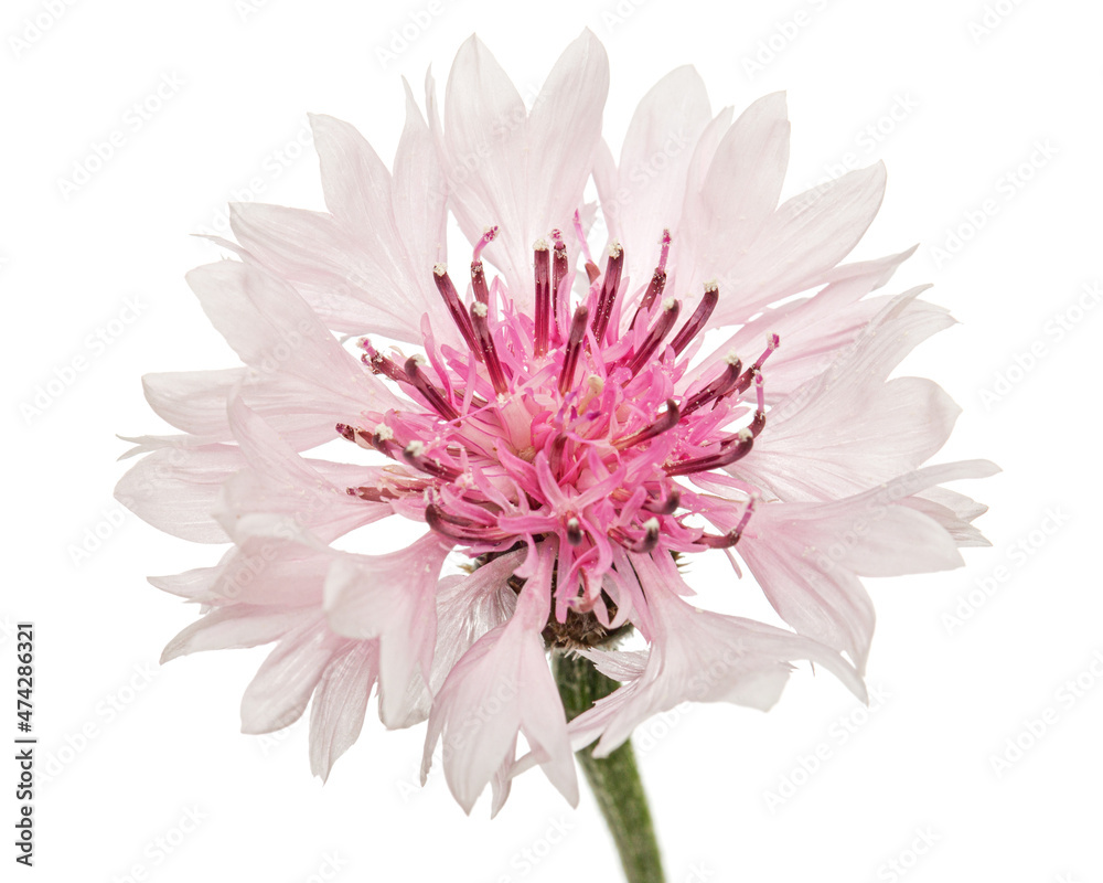 White-pink flower of cornflower, lat. Centaurea, isolated on white background