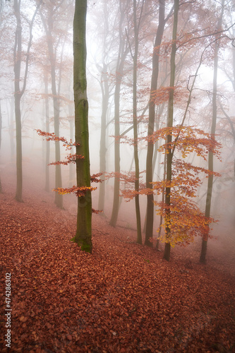 Foggy Beech Forest