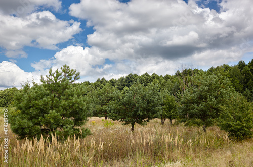 Dense forest against the sky and meadows. Beautiful landscape of a row of trees and blue sky background