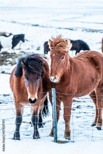 Icelandic horse, Iceland