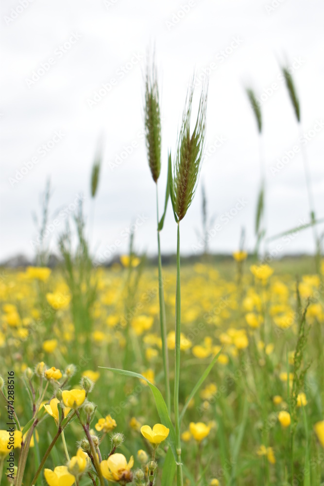 Campo