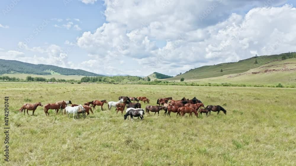 Horses grazing in a field, Khakassia, Aerial view, drone Horses grazing in a field, Khakassia, Aerial view, drone