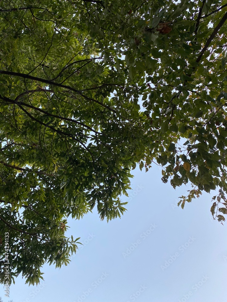 Obraz premium leaves and sky