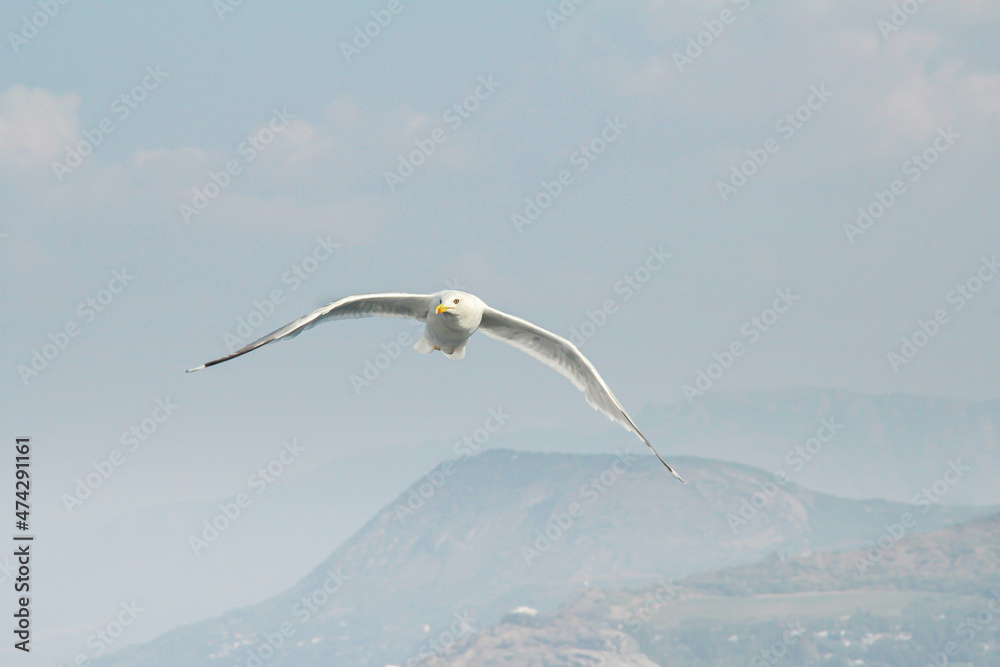 Seagull flies close-up against a background of blue sky. Wild bird isolated. Seagull flies close-up against a background of blue sky. Wild bird isolated.