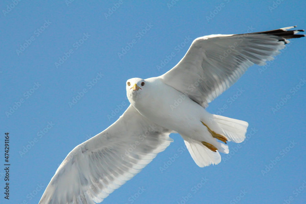 Seagull flies close-up against a background of blue sky. Wild bird isolated. Seagull flies close-up against a background of blue sky. Wild bird isolated.
