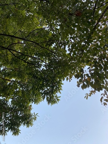 leaves and sky