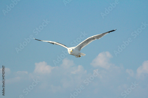 Seagull flies close-up against a background of blue sky. Wild bird isolated.