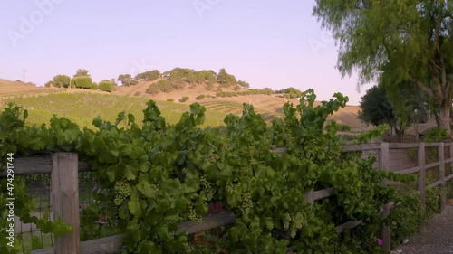 Incredible footage of a natural scenic California vineyard, featuring rolling hills and vast views of incredible lush grapes against a backdrop of golden mountain ranges.