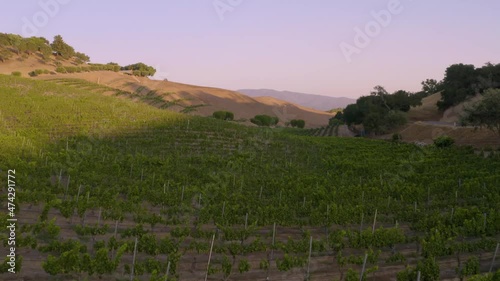 Incredible footage of a natural scenic California vineyard, featuring rolling hills and vast views of incredible lush grapes against a backdrop of golden mountain ranges.