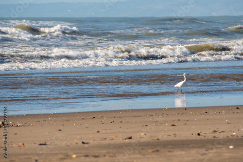 Airone a pesca sulla spiaggia.