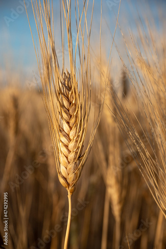 Spiga di grano al tramonto. photo