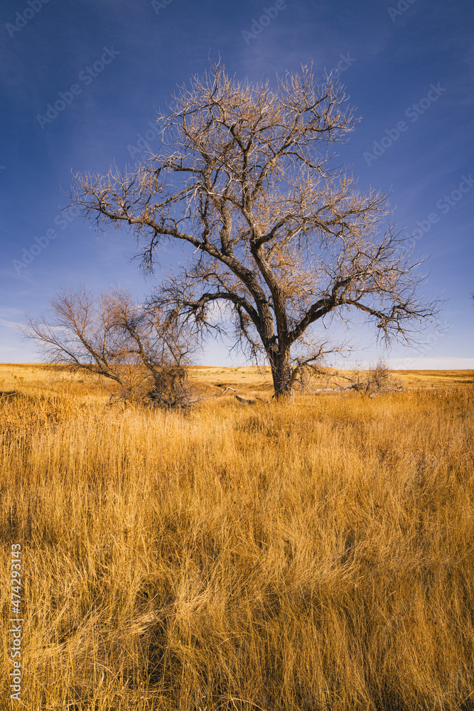 Big dead tree in a field of grass Big dead tree in a field of grass