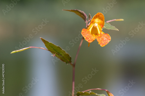 Close up of an orange balsam (impatiens capensis) flower in bloom