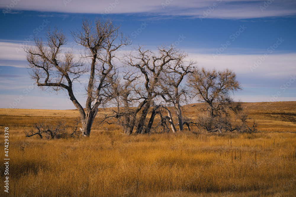 Dead trees on a field in the plains