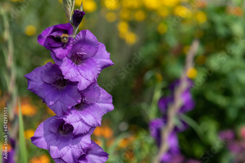 Vászonkép Close up of purple gladiolus flowers in bloom