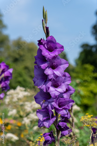 Close up of purple gladiolus flowers in bloom photo