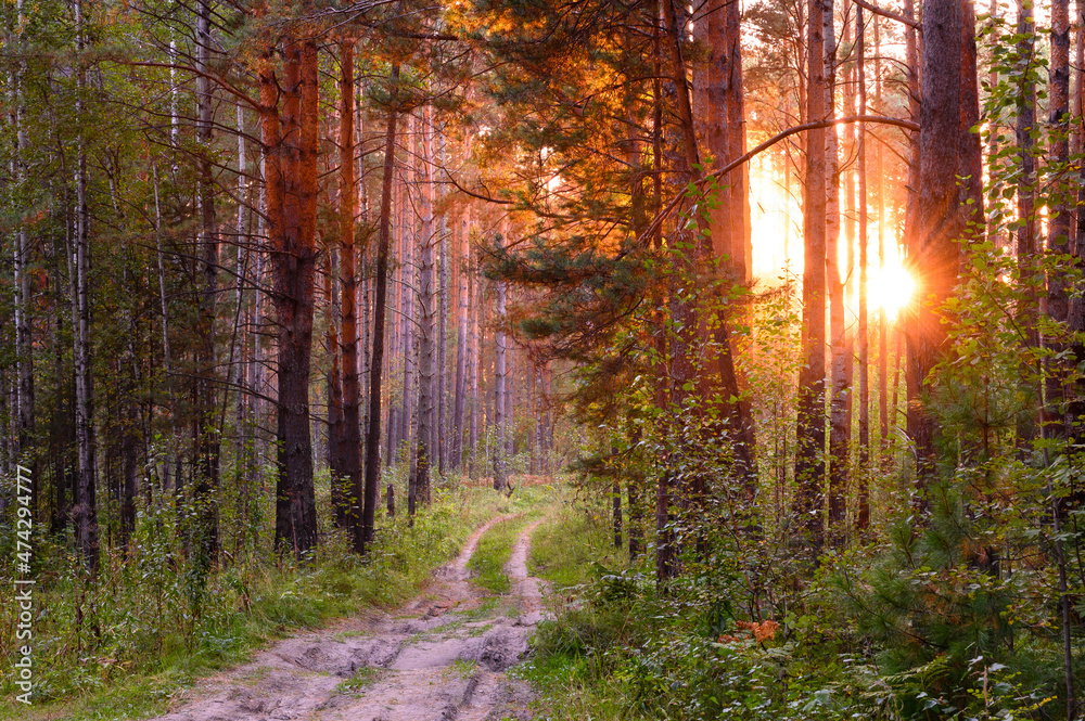 Orange sunset in the forest. Tree trunks in the sun. Forest road. Orange sunset in the forest. Tree trunks in the sun. Forest road.