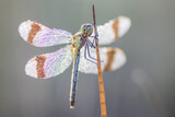 dragonfly Banded darter (Sympetrum pedemontanum). Macro shot
