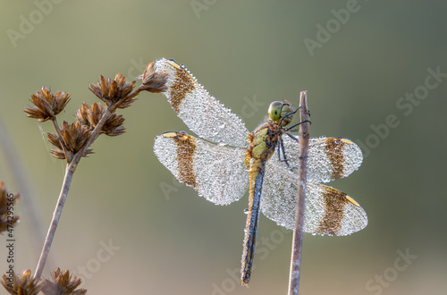 Obraz na plátně dragonfly Banded darter (Sympetrum pedemontanum). Macro shot