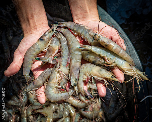 Obraz na plátně Gulf of Mexico white shrimp