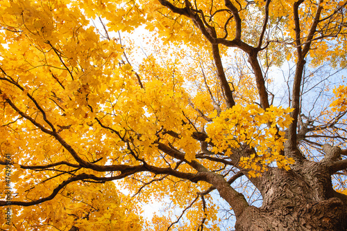 Looking up through branches of tree at yellow autumn leaves.