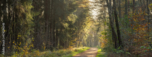 Klövensteen Wald 