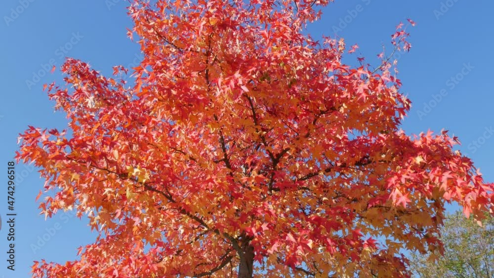 Autumn landscape, red maple tree leaves on the branches sway in the wind on a warm autumn day in the park on the street. Colorful natural foliage against the blue sky