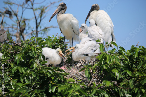 Woodstork Family  photo