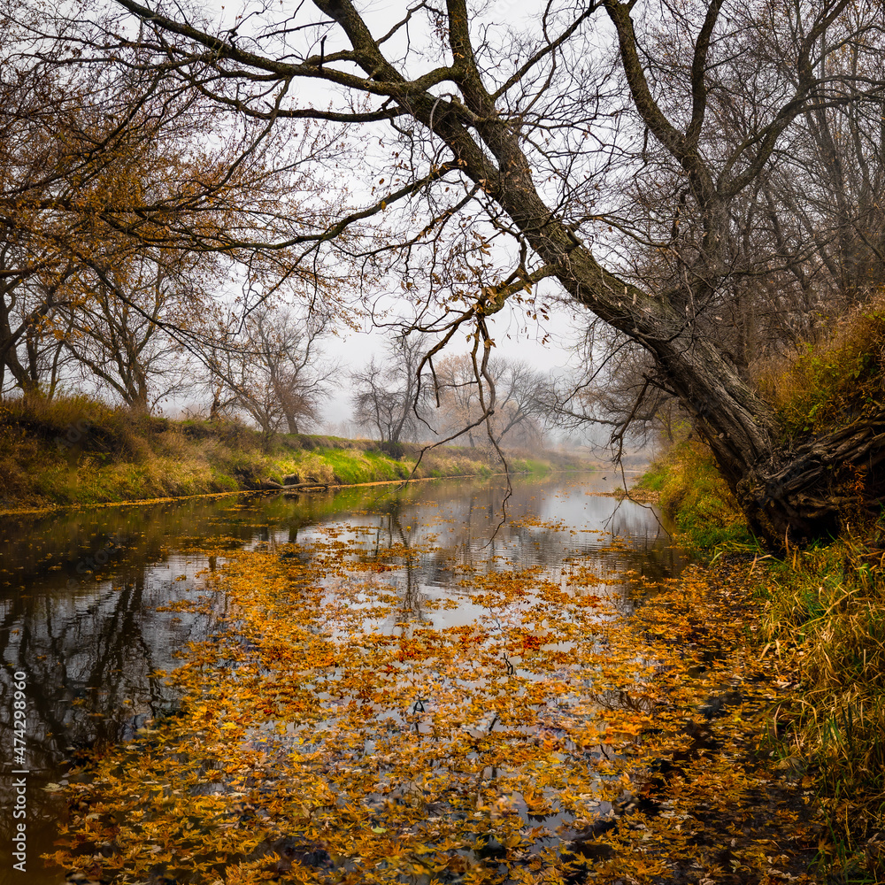 Obraz premium Fall leaves floating on calm river.