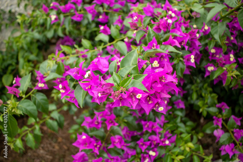 Flowers in the garden