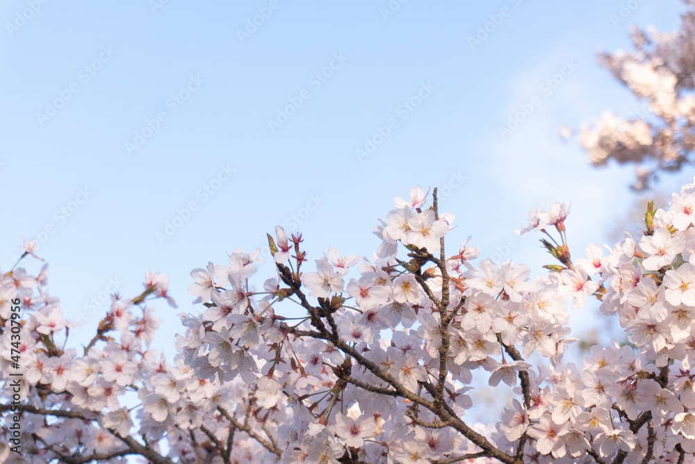 cherry blossom in spring, sakura trees in the park, sakura flower with blue sky, full of blooming cherry blossom in spring, sakura trees in the park, sakura flower with blue sky, full of blooming