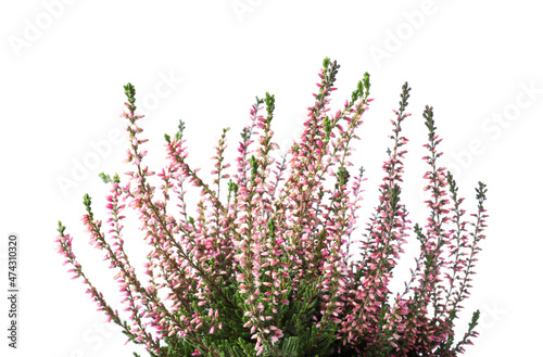 Heather with beautiful flowers on white background