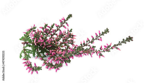 Branch of heather with beautiful flowers isolated on white
