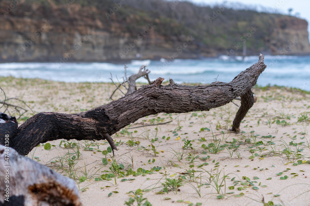 drift wood tree on the beach