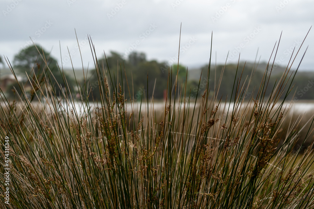 Fototapeta premium reeds in the wind by a tranquil lake