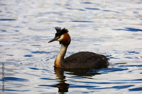 Tableau sur toile Australasian crested grebe