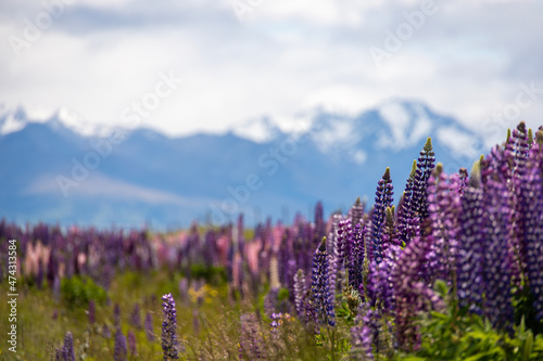 Lupin field in the snowy mountains